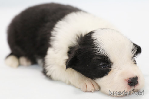 成約済の神奈川県のボーダーコリー-247678の8枚目